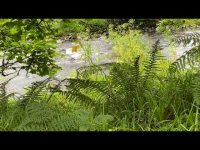Natural Healing Flowing Water Sounds from Ireland